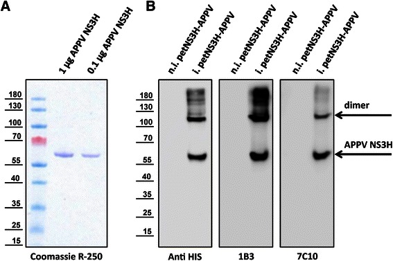 Figure 3