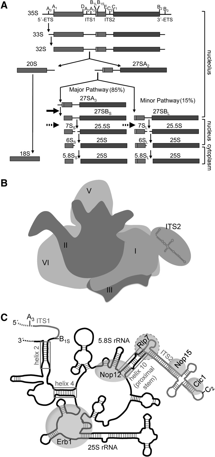 FIGURE 1.