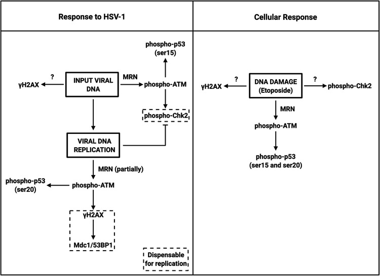 FIG 7