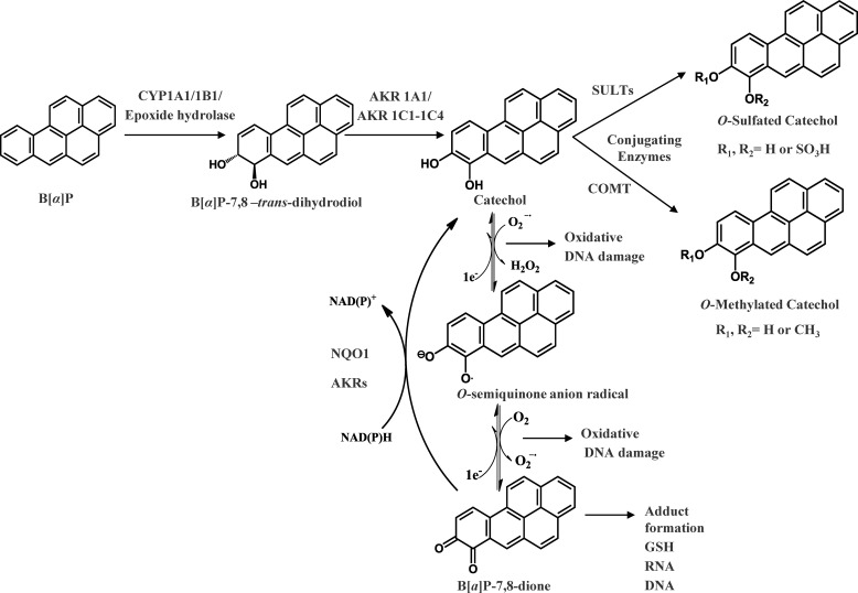 FIGURE 1.