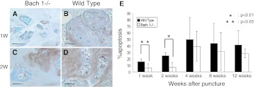 Fig. 9