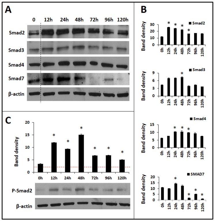 Fig 7