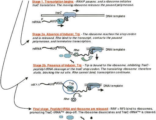 FIGURE 17.