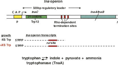 FIGURE 16.