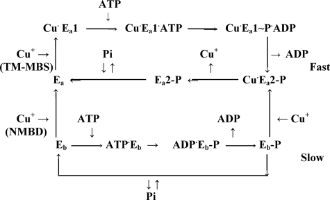 SCHEME 1.