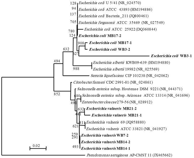 Figure 1