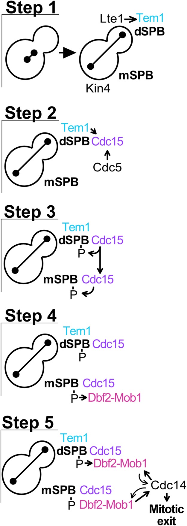 FIGURE 7: