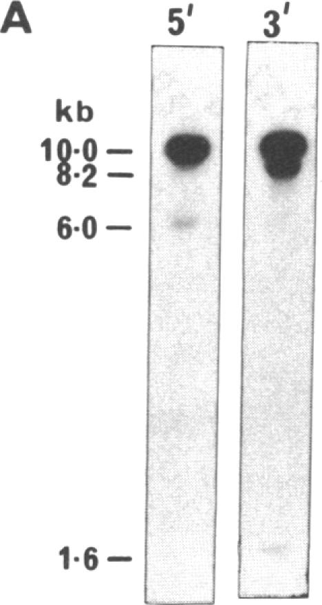 graphic file with name pnas00318-0084-a.jpg