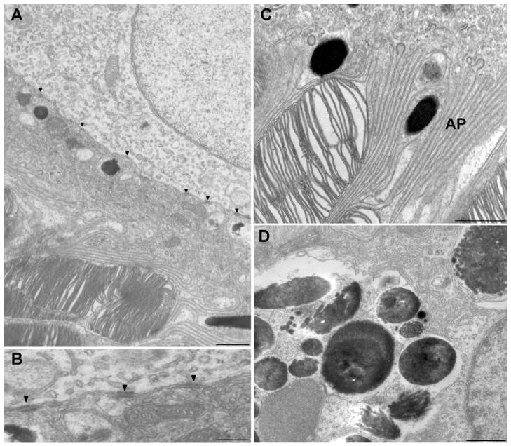 Fig. 9