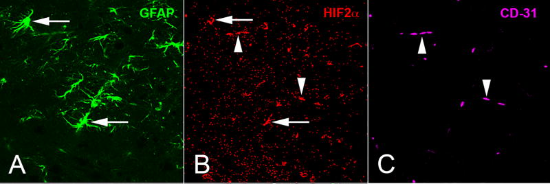 Fig. 10