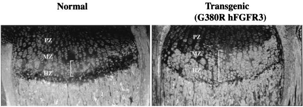 FIG. 6