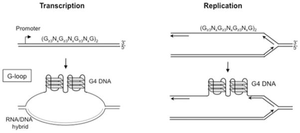 G4 motifs in human genes - PMC