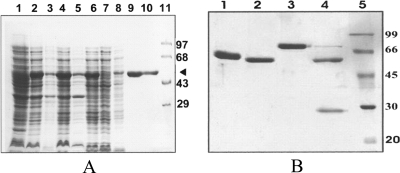 FIG. 1.