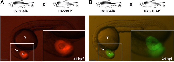 FIGURE 4