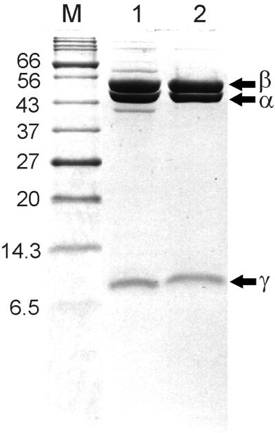 FIG. 1