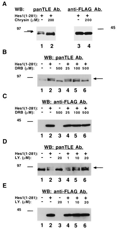 FIG. 5.