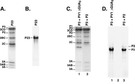 FIG. 3.