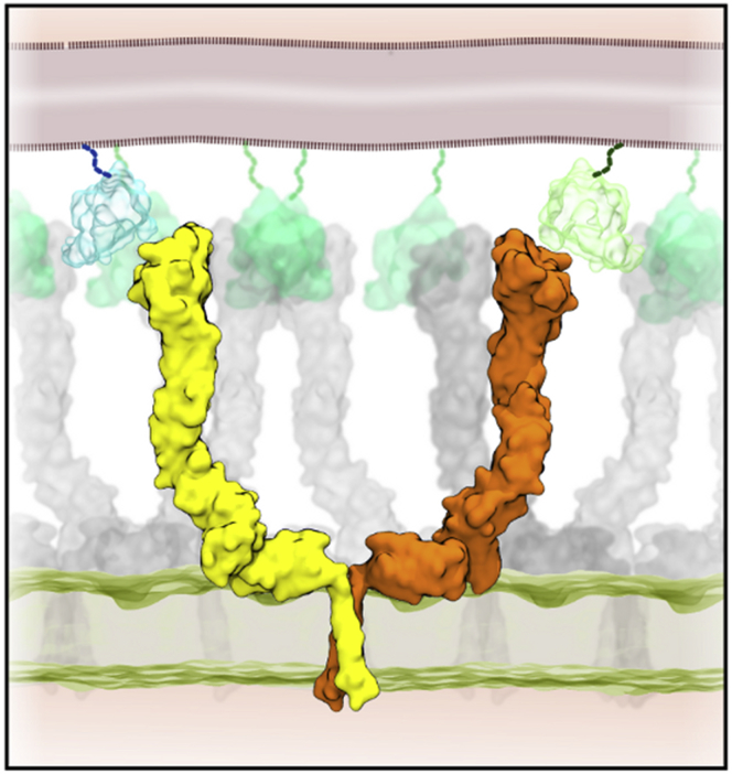 Figure 7