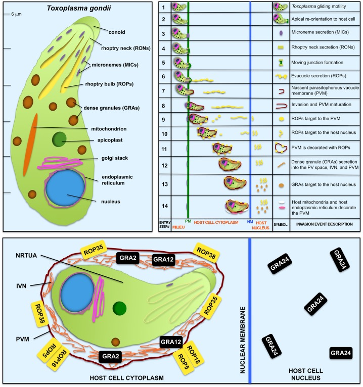 Fig 2