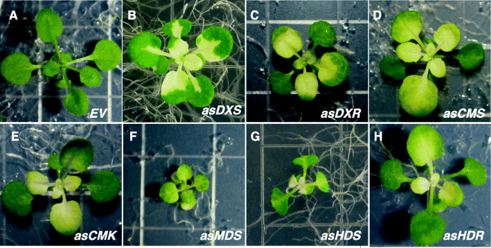 Fig. 6