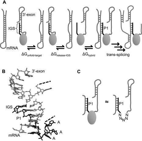 FIGURE 1.