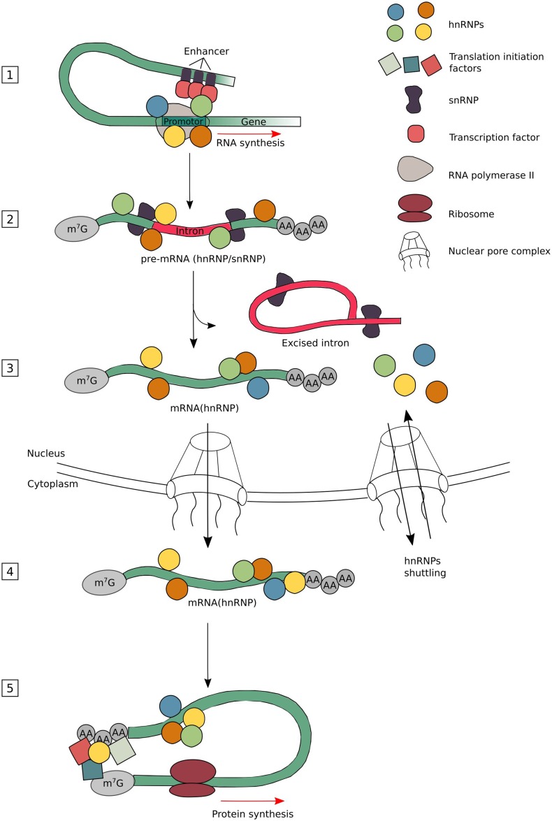 Fig. 1