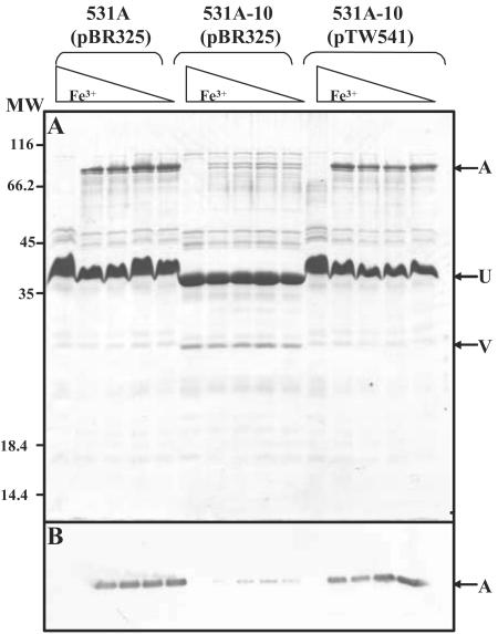 FIG. 5.