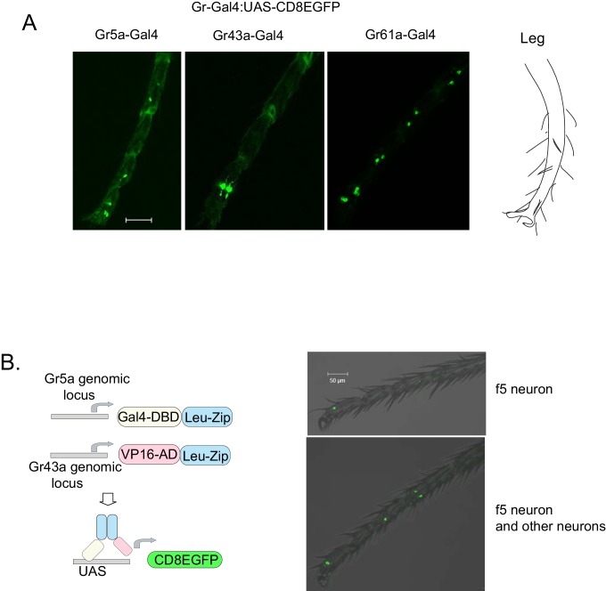 Figure 4—figure supplement 1.