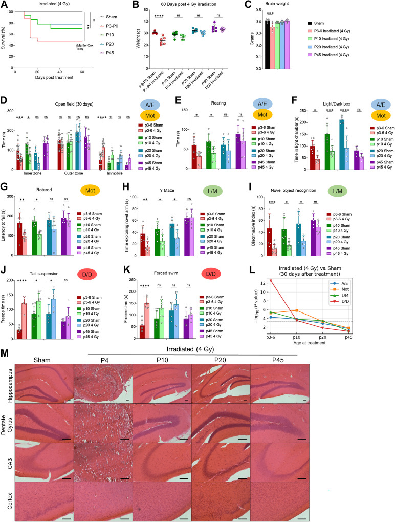 Figure 2. Effects of brain xRT are age dependent. A, Overall survival of animals treated with 4 Gy CT-guided, whole-brain xRT at indicated ages. B and C, Body (B) and brain (C) weight of mice treated with 4 Gy xRT at indicated ages. D, Anxiety, exploration, and motor activity was assessed in animals treated at indicated ages using open field test 30 days after treatment. E, Rearing behavior assessed at 30 days after treatment. F, Anxiety was assessed by comparing time spent in light chamber in animals treated at indicated ages. G, Motor activity was assessed by using the rotarod test in animals treated at indicated age at indicated number of days after treatment. H, Y maze was used to assess L/M in animals treated at indicated ages by comparing time spent in novel arm. I, NORT was used to assess L/M by testing the ability of animals to discriminate between novel and familiar objects. J and K, Depression and despair-like behavior was assessed using the tail suspension and FSTs by timing the duration of animal immobility (freezing) during a 5-minute test period. L, Neurobehavioral composite scoring indicates the significance of differences in neurobehavioral impairments in animals irradiated at indicated ages. M, Histology of brain sections of indicated regions 60 days after 4 Gy xRT in animals treated at post hoc multiple comparisons test. *, P < 0.05; **, P < 0.01; ***, P < 0.001; ****, P < 0.0001; ns, nonsignificant.