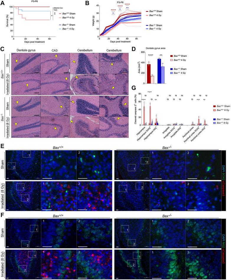 Figure 5. Knockout of BAX reduces xRT-induced mortality and neurodegeneration. A, Overall survival of mice of indicated genotypes irradiated at P3-P6. B, Weight measurements of mice of indicated genotypes irradiated at P3-P6. C, Histology of indicated brain regions from Bax+/+ versus Bax−/− animals 180 days after irradiation or sham treatment. Arrows, areas of reduced or retained cellularity. Scale bars, 100 μm. D, DG areas of mouse brains 8 to 9 months after indicated treatment. E and F, Representative images of brain sections from hippocampus immunostained with DAPI and antibodies for cleaved caspase-3 as well as SOX2 (E) and NG2 (F). Scale bars, 25 μm. G, Quantification of cells positive for cleaved caspase-3 and SOX2 or NG2 in indicated brain regions in Bax+/+ versus Bax−/− animals after irradiation or sham treatment. Unless otherwise specified, comparison between groups was conducted by one-way or two-way ANOVA followed by Holm-Sidak post hoc multiple comparisons test. *, P < 0.05; **, P < 0.01; ***, P < 0.001; ****, P < 0.0001; ns, nonsignificant.