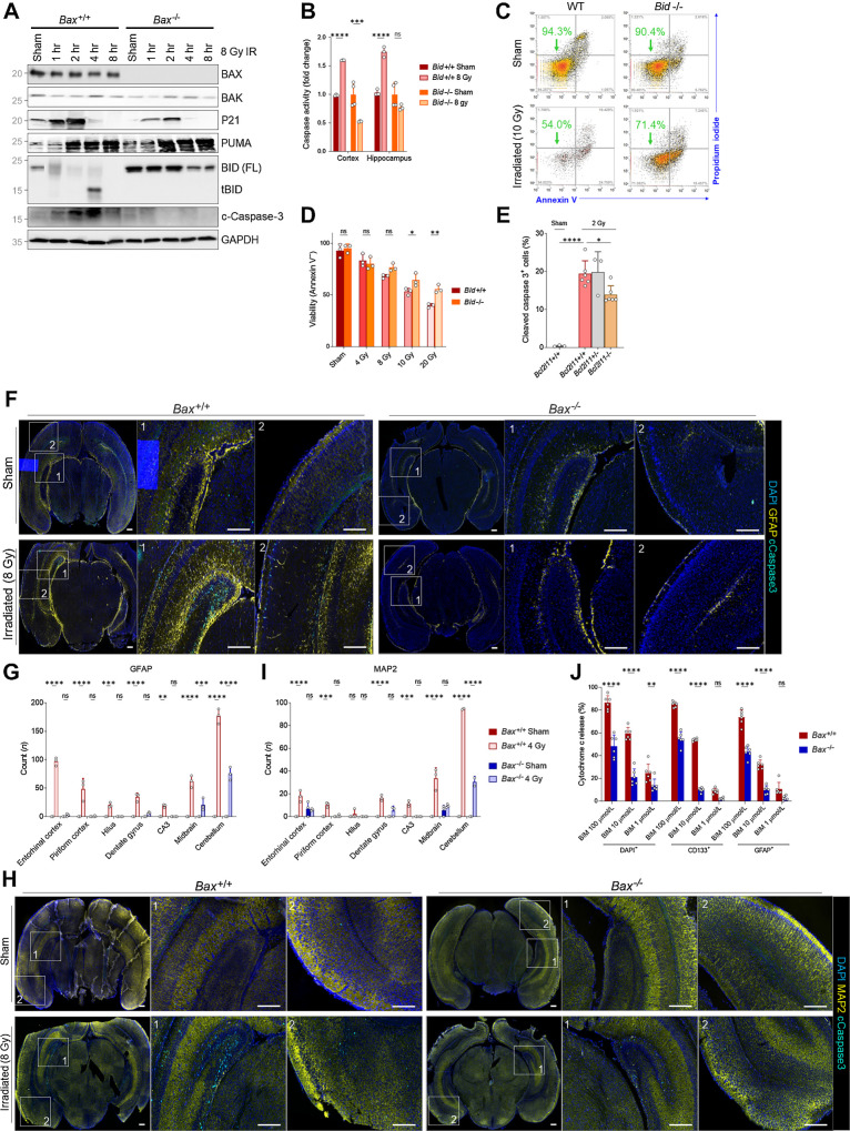 Figure 4. BAX ablation protects from xRT-induced apoptosis in neural stem and progenitor cells. A, Immunoblotting for BCL2 family proteins in Bax+/+ or Bax−/− P1 animals at indicated time period after 8 Gy xRT. B, Caspase-3/7 glow assay measuring caspase-3/7 activity in Bid+/+ and Bid−/− animals in cortex and hippocampus regions of brain 5 hours after 8 Gy xRT. C, Representative flow cytometry plots of viability analysis of MEFs of indicated genotype 48 hours after irradiation. D, Summary of viability analysis performed in MEFs of indicated genotype 48 hours after irradiation with indicated doses. E, BIM contributes toward the radiation sensitivity of CGNPs, as Bim−/− mice have decreased numbers of apoptotic cC3+ cells following radiation treatment (2 Gy, 3 hours after treatment) when compared with controls. F, Representative images of whole-brain sections immunostained for indicated markers (DAPI, GFAP, cleaved caspase-3). Scale bars, 200 μm. G, Quantification of cells positive for cleaved caspase-3 and GFAP in indicated brain regions. H, Representative images of whole-brain sections immunostained for indicated markers. Scale bars, 200 μm. I, Quantification of cells positive for cleaved caspase-3 and MAP2 in indicated brain regions. Values presented are means + SD from two to three separate experiments. All groups were compared with two-way ANOVA with Holm-Sidak adjustment. J, BH3 profiling of P2 mouse brain tissue from Bax+/+ and Bax−/− animals with stains for nucleated cells (DAPI+), neural stem cells (CD133+), and astrocytes (GFAP+). Unless otherwise specified, comparison between groups was conducted by one-way or two-way ANOVA followed by Holm-Sidak post hoc multiple comparisons test. *, P < 0.05; **, P < 0.01; ***, P < 0.001; ****, P < 0.0001; ns, nonsignificant.