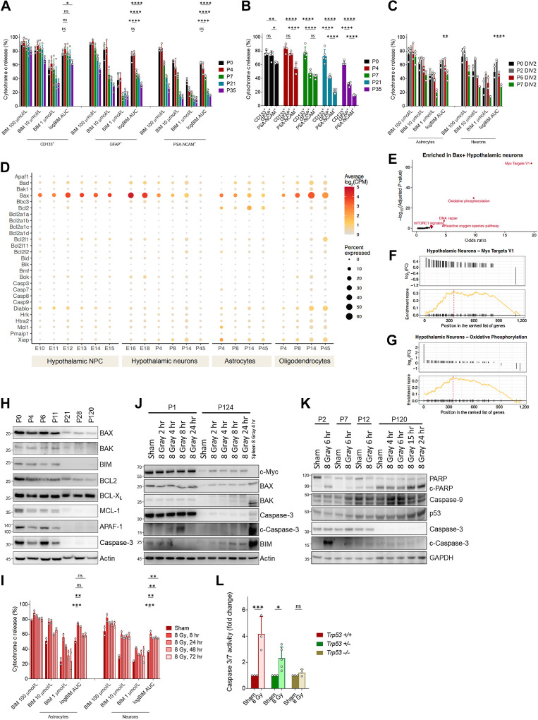 Figure 3. Mechanism of xRT-induced NI. A, BH3 profiling of neural stem cells (CD133+), astrocytes (GFAP+), and neurons (PSA-NCAM+) isolated from mice of indicated ages. B, Comparison of priming in indicated cell types isolated from brain tissue from P5 animal. C, BH3 profiling of astrocytes and neurons cultured from neural stem cells collected at indicated ages. D, Expression of mitochondrial apoptosis-associated genes in indicated cell types from mid embryogenesis to adulthood. E, Gene set enrichment analysis on BAX-expressing hypothalamic neurons. F and G, Enrichment plots for Myc target genes and genes associated with oxidative phosphorylation in BAX-expressing neurons. H, Immunoblotting for BCL2 family proteins in brain tissue isolated from animals of indicated ages. Relative molecular weight markers are shown on left for all immunoblots. I, BH3 profiling of in vitro cultured astrocytes and neurons treated with 8 Gy ionizing radiation for the indicated time period. J, Immunoblotting for BCL2 family proteins in neonatal (P1) or adult (P124) brain tissue after 8 Gy IR treatment in vivo for indicated time period. K, Immunoblotting for markers of apoptosis in brain tissue collected from animals irradiated at indicated age for indicated time period. L, Caspase-3/7 glow assay measuring caspase-3/7 activity in brain tissue collected from animals of indicated genotype 5 hours after 8 Gy xRT treatment. Unless otherwise specified, comparison between groups was conducted by one-way or two-way ANOVA followed by Holm-Sidak post hoc multiple comparisons test. *, P < 0.05; **, P < 0.01; ***, P < 0.001; ****, P < 0.0001; ns, nonsignificant.