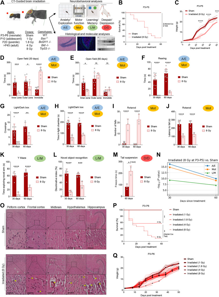 Figure 1. Moderate/high-dose (8 Gy) brain irradiation induces cognitive deficits and delay in L/M in surviving neonates. A, Overall design of studies evaluating effects of age and apoptosis inhibition on xRT-induced NI and neural cell death. B, Overall survival of mice treated with 8 Gy CT-guided, whole-brain irradiation. C, xRT-induced changes in body weight. D and E, A/E as well as Mot was assessed using the open field test at 30 (D) and 60 (E) days after treatment. F, Rearing behavior (A/E, Mot) assessed at indicated number of days after treatment. G and H, A/E and Mot was assessed by counting crossings (G) between light and dark chamber and time spent in light chamber (H) at indicated number of days after treatment. I and J, Mot was assessed by rotarod test at indicated number of days after treatment by counting number of falls (I) and latency to first fall (J). K, Y maze was used to assess L/M at indicated number of days after treatment by timing the duration of animal exploration of novel arm of maze. L, NORT was used to assess L/M by testing the ability of the animal to discriminate between novel and familiar objects at indicated number of days after treatment. M, D/D was assessed using the tail suspension test by timing the duration of animal immobility (freezing) during a 5-minute test period. N, Neurobehavioral composite scoring indicates the significance of differences in indicated behavior types at indicated time after xRT. O, Histology of brain sections of indicated regions 60 days after 8 Gy xRT. Scale bars, 100 μm. P and Q, Overall survival (P) and weight (Q) of mice irradiated at P3-P6 with indicated dose of CT-guided brain xRT. Unless otherwise specified, each point on charts represents results from one animal in that treatment group, averaged over the number of tests performed as described in Materials and Methods. Unless otherwise specified, comparison between groups was conducted by one-way or two-way ANOVA followed by Holm-Sidak post hoc multiple comparisons test. *, P < 0.05; **, P < 0.01; ***, P < 0.001; ****, P < 0.0001; ns, nonsignificant.