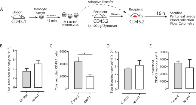 Figure 4—figure supplement 1.