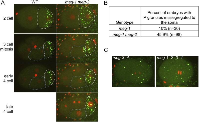 Figure 4—figure supplement 3.