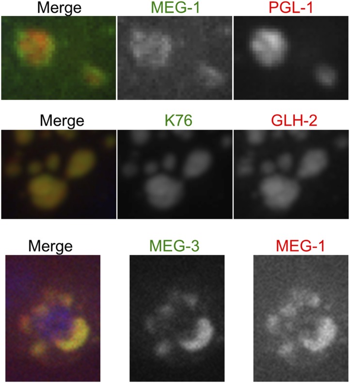 Figure 5—figure supplement 4.