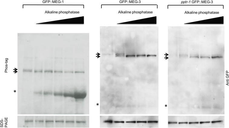 Figure 3—figure supplement 1.