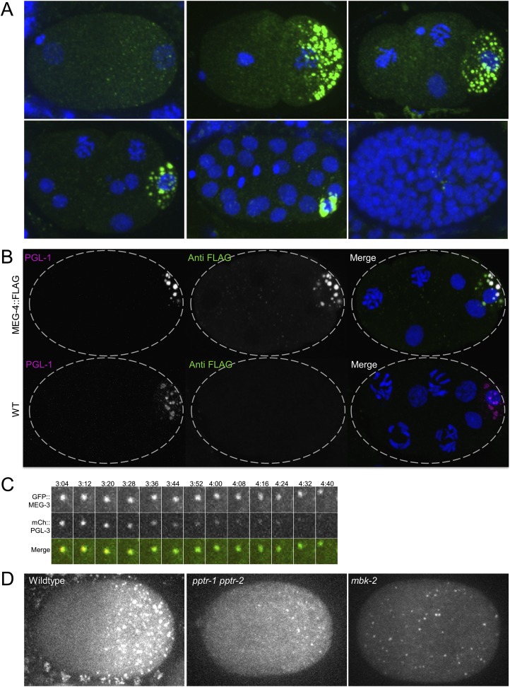 Figure 5—figure supplement 2.