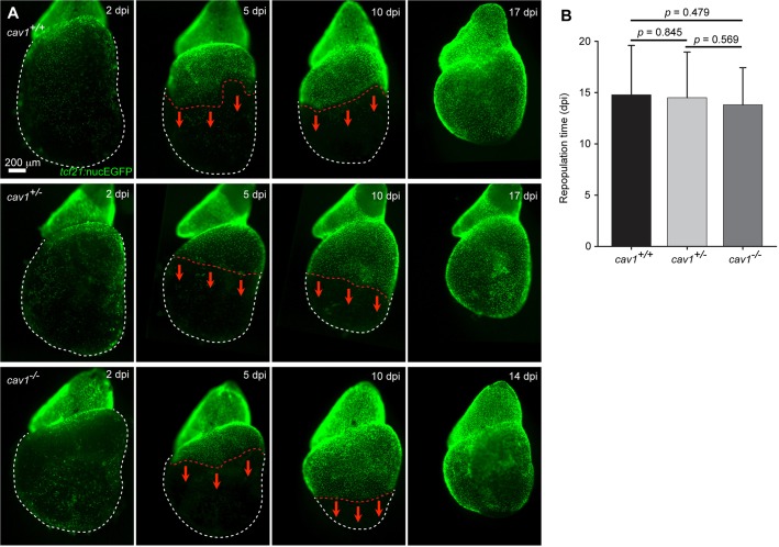 Fig. 9.