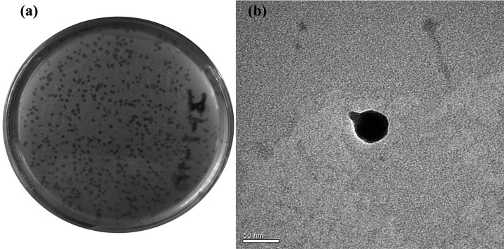 FIG 2