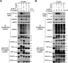 FIGURE 13: