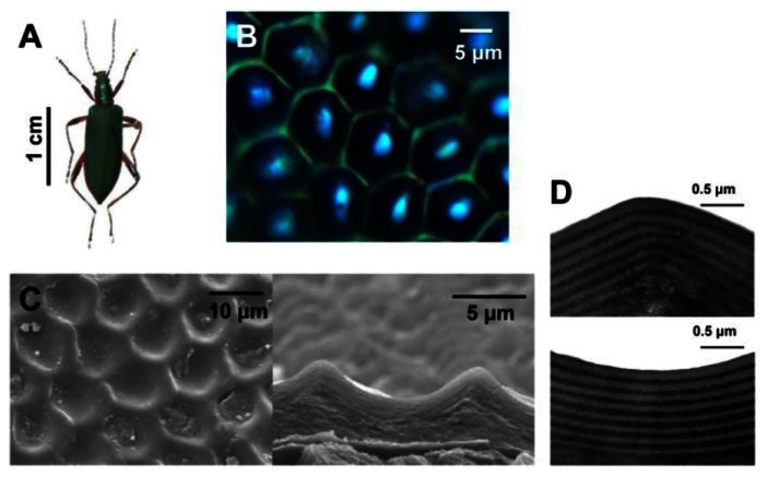 Figure 3.