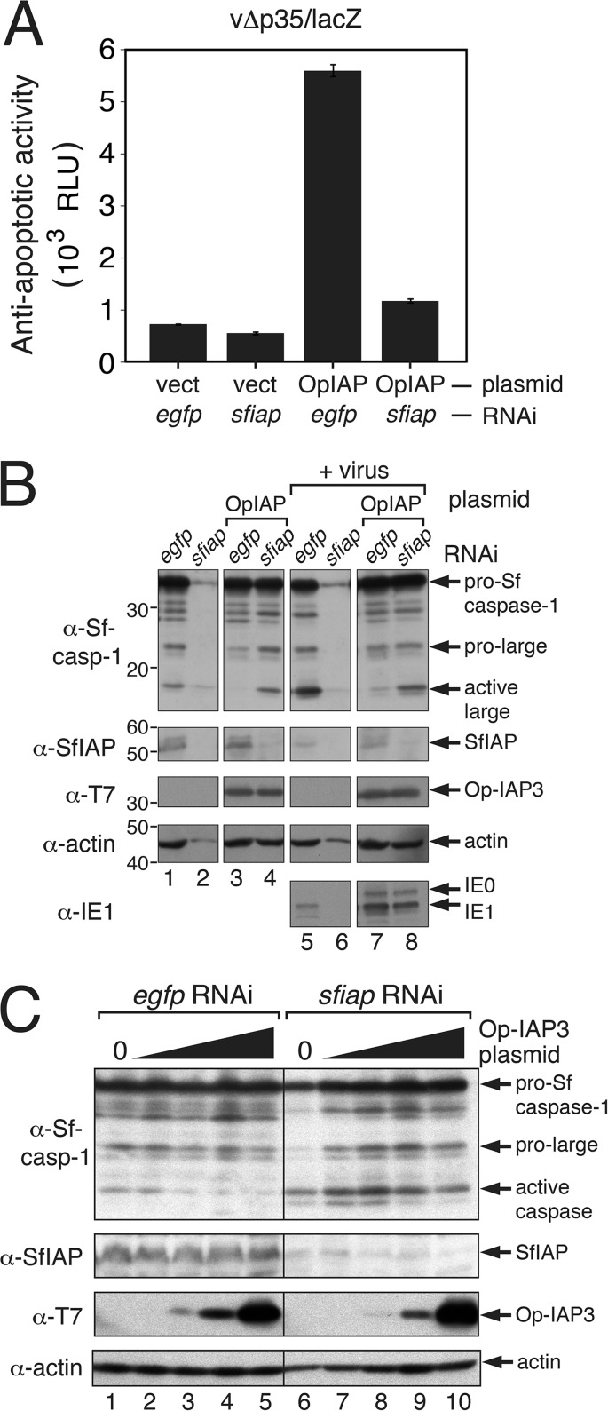 FIG 7