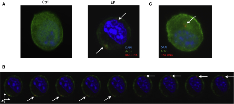 Figure 1