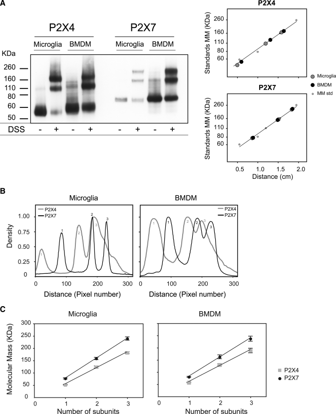 FIGURE 1.