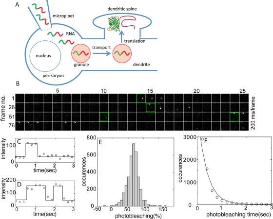 FIGURE 1: