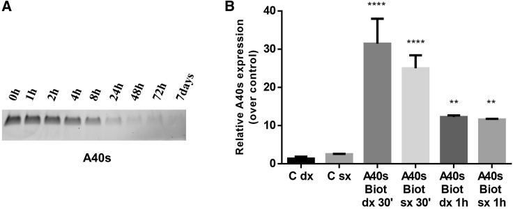 Figure 5