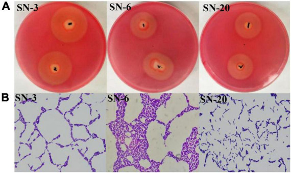 FIGURE 1