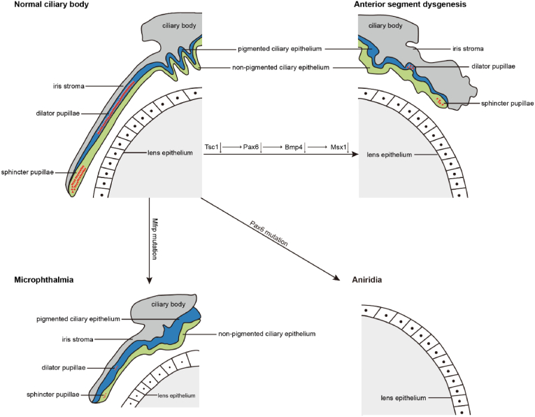 Fig. 4