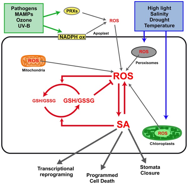 FIGURE 1